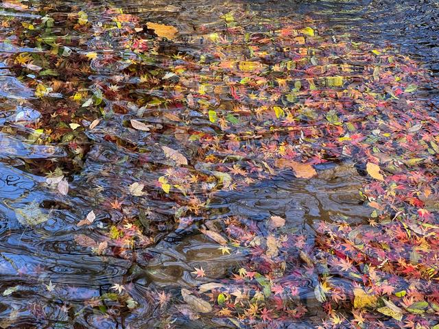 杭州红叶季：桂花之后百花杀，旖旎红叶胜百花。