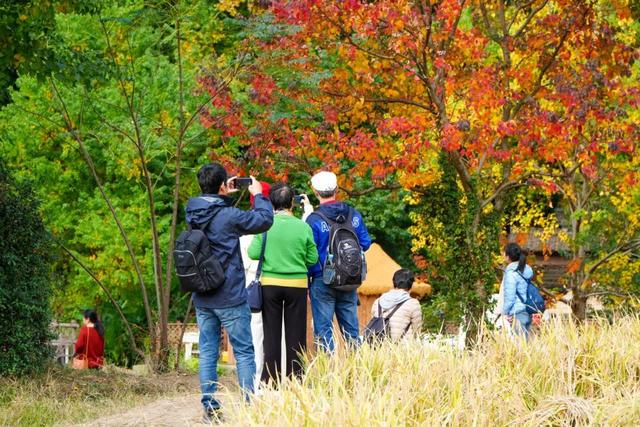 红叶如火，塔川正浓 | 皖美冬日 | 第十五届安徽国际文化旅游节