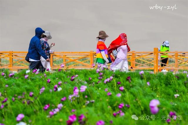 快来看，大漠敦煌又一波花海来袭