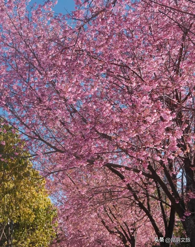 美炸！美炸！全国裹貂我赏樱！昆明最全冬樱赏花攻略来了，周末快冲~