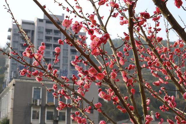 限定!快到这里领桐梓冬日“梅”好!