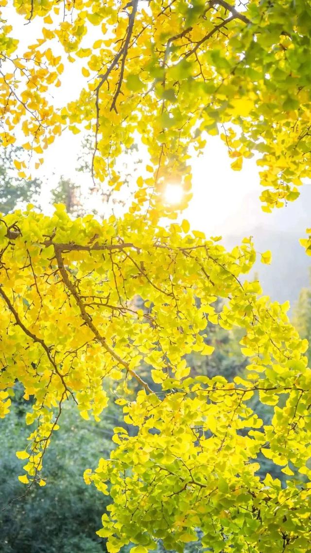 从街角到古村，一键解锁贵阳的秋日浪漫