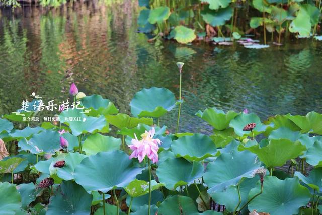 浙江宁波城区发现一处风景，小巧清幽但满池荷花，好有诗情画意