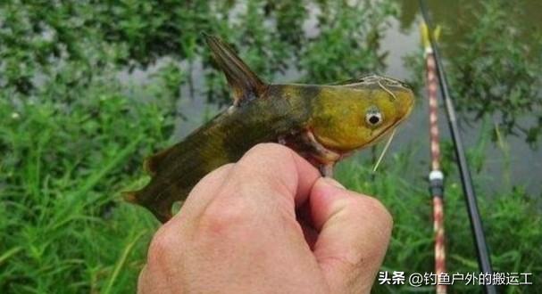 鱼荒期也能钓到手软！14 个野钓技巧，新手照着做准没错