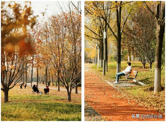 地铁直达！秋日末尾的“落叶大道”不可错过！