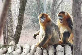 麋鹿父子同娶姐妹、小熊猫减肥萌态升级 一起来看​珍稀动物们的快乐生活图片