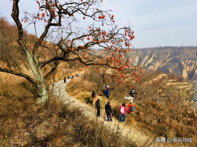 彬州市：多举措提升罗店村柿林观赏地游客满意度