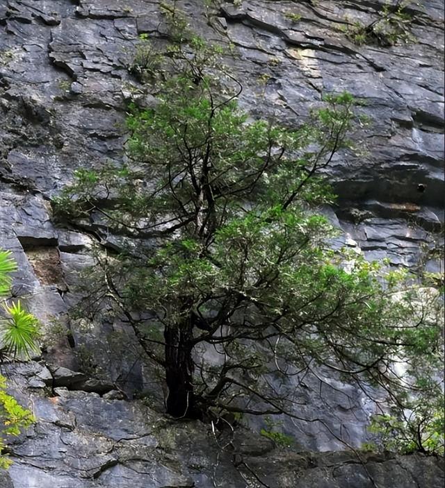 曾宣布野外灭绝！2014年山西男子上山捡到“死的”，卖了1800块