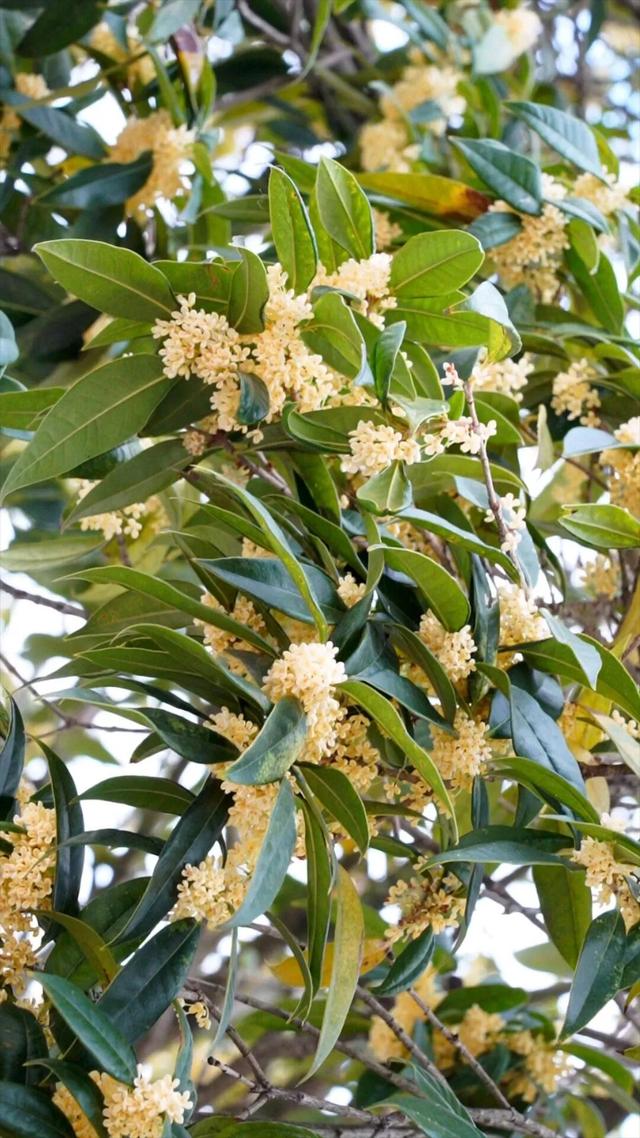 金秋九月，青川的桂花都开了，Pong香！
