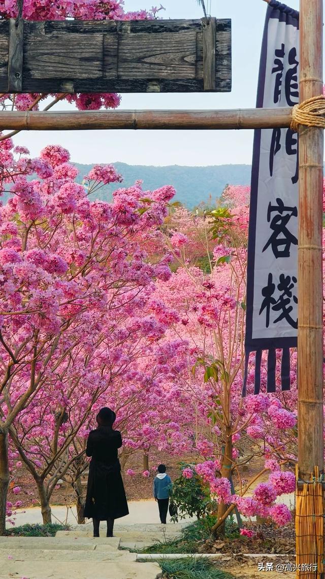 新会大泽绿美生态园太梦幻了，6000株紫花风铃开成童话花海