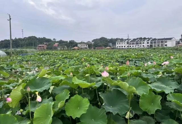 “妈，你的荷花头像可以换了”