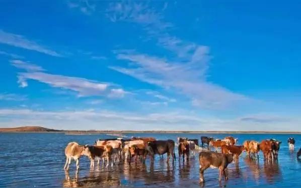 北京人扎堆张家口的秘密：省钱长胖只是幌子