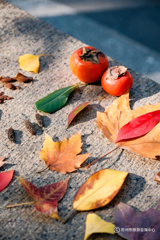 快低头!《苏州捡秋地图》发布,满地都是“限量款”