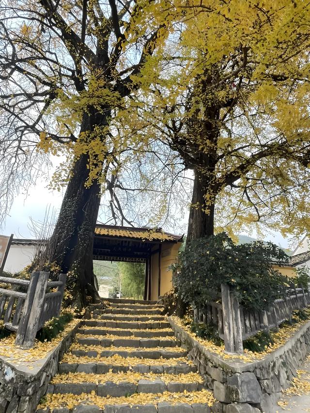 留着打卡！寺庙与千年古杏更配，每一张都是大片！