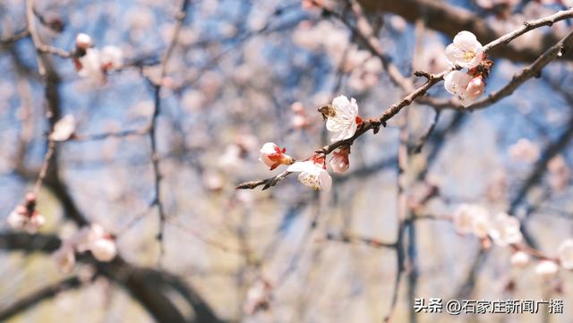 春信至，杏花开满园！石家庄各大公园喊你来赏花啦！