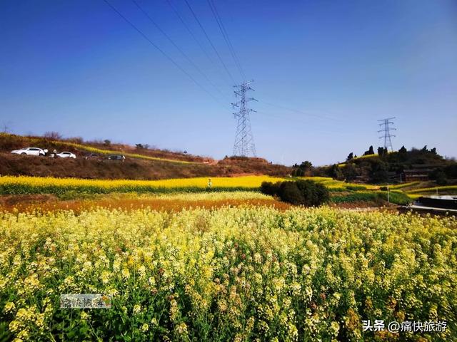 正月春光好，自贡青龙湖油菜花海已提前绽放！