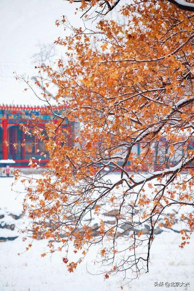 北京等雪来！故宫约不上？大兴团河行宫遗址公园藏着一样美的皇家雪景