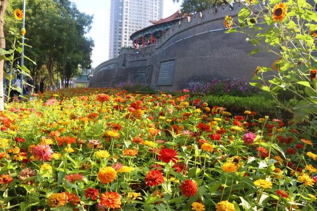 【白银文旅】百日菊盛放铜城，邂逅初秋“花”样浪漫