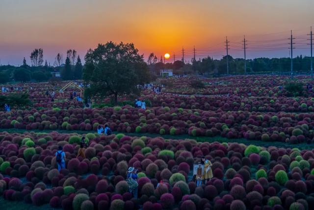 沪上这9条秋游线路，带你走进申城最美的秋景~