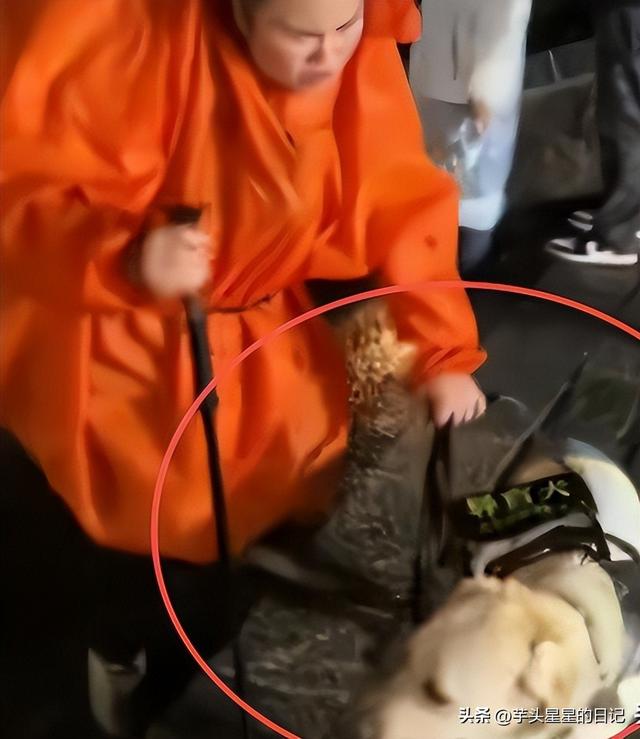 带导盲犬爬山后续：女主渴望被理解，坦言自己没错，澄清不是夫妻