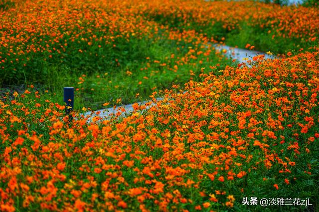 海珠湖公园秋日浪漫盛景