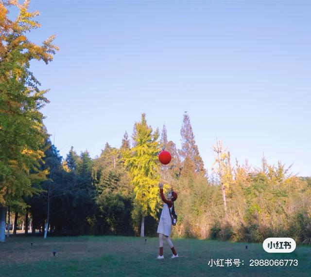 最适合拍银杏的地方！ 临沂十个0元打卡点，抓住今年最后的金色风暴！