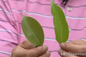 一斤树叶价值2万元，堪称“植物黄金”，你知道是哪种树吗？图片