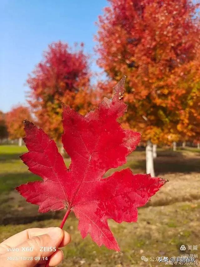 丹枫映秋，枫彩满楼｜申艳娟