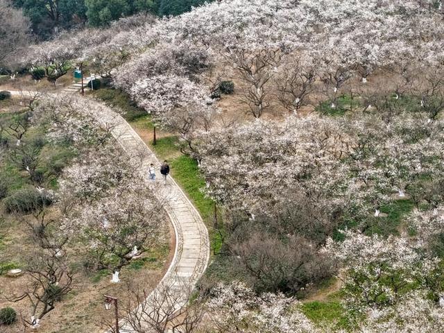 一起来赏梅！第十八届杭州超山梅花季启幕