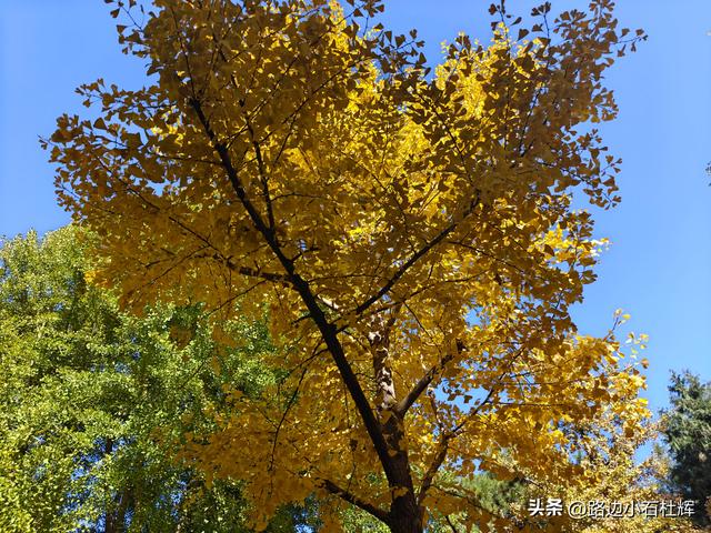 昔日皇家祭坛，今日大众踏秋——地坛秋日赏银杏