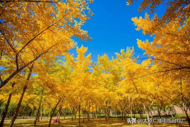 寻迹尖草坪丨初冬限定！这6处绝美风景，再不去真的要等一年！