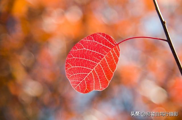 香山红叶摄影进阶：必须掌握这6个实战技巧，张张出大片成顶流