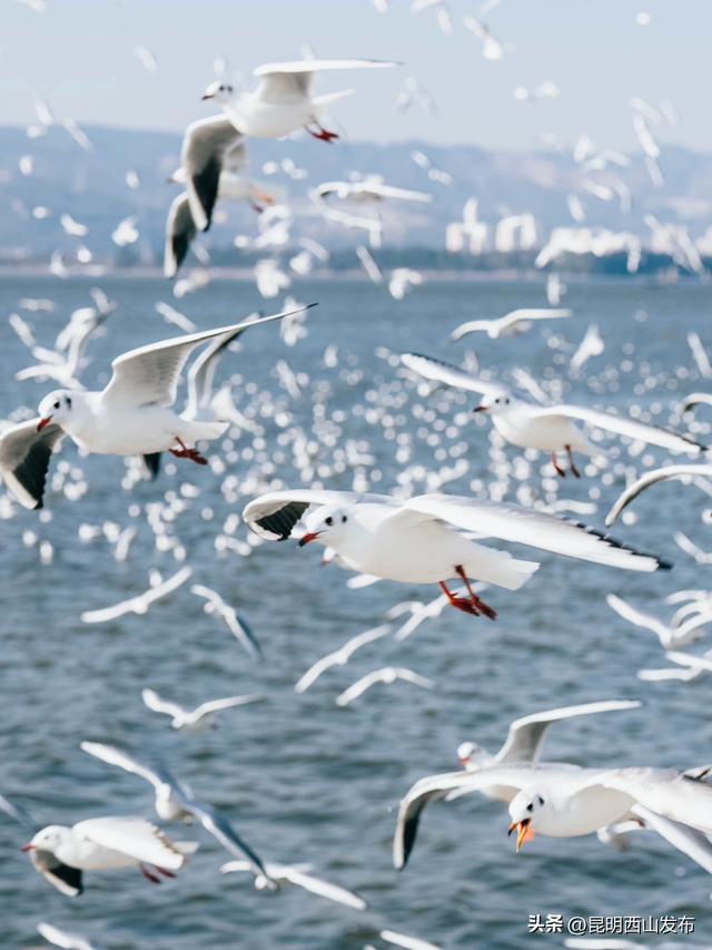 鸥了鸥了，红嘴鸥大部队即将抵达！这些小众“鸥”遇点千万别错过