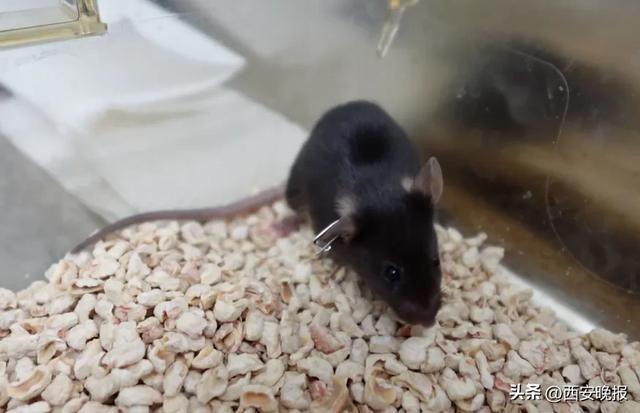 为4只“太空小鼠”取名，网友：从从、容容、游刃、有余……