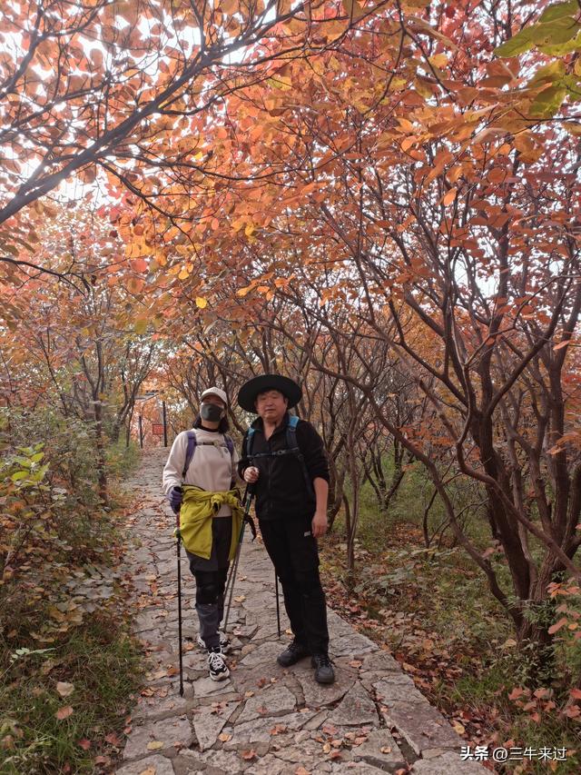 无为在歧路，柿岩之红叶