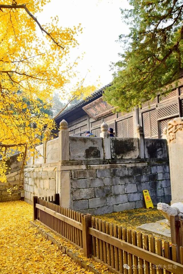 博物馆秋之旅｜本周安排！大觉寺银杏今日实况——