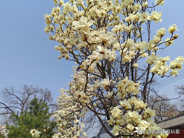 北京公园赏花记
