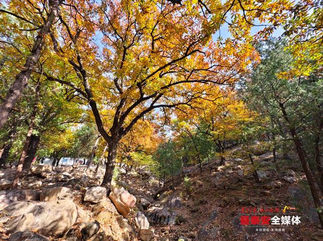深秋泰山普照寺：银杏染金橡林换装 古刹秋光入画来