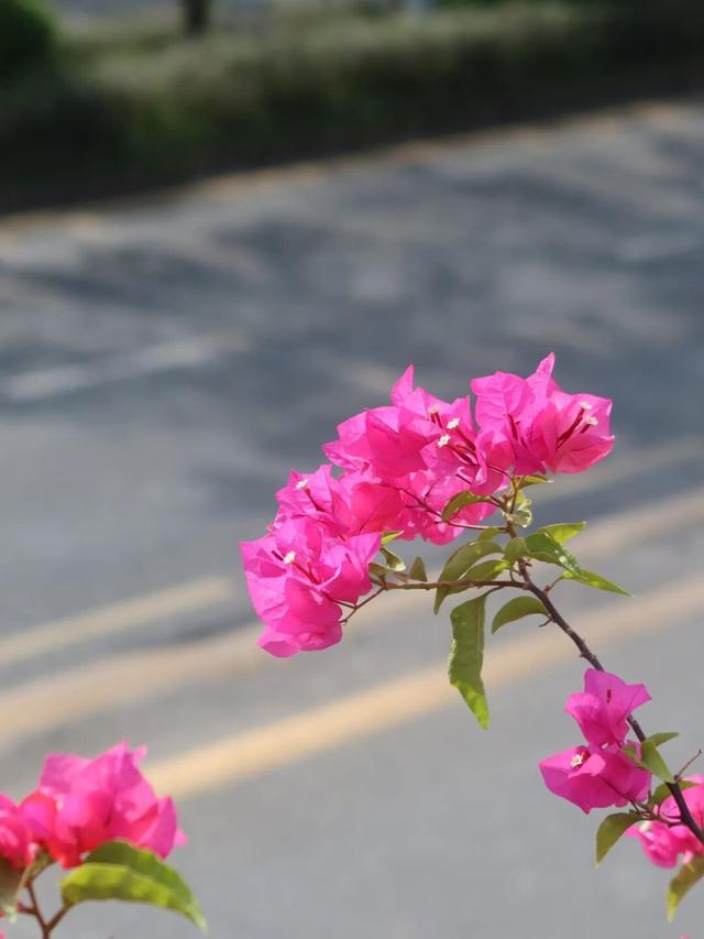 龙岗秋冬浪漫打卡指南来了！瀑布花海、空中花路…这份粉色攻略快收好！