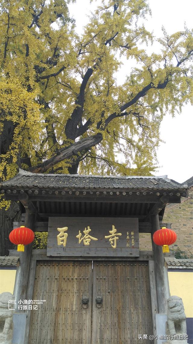 黄了黄了！西安秦岭1700年神仙古树，又到一年最美时！