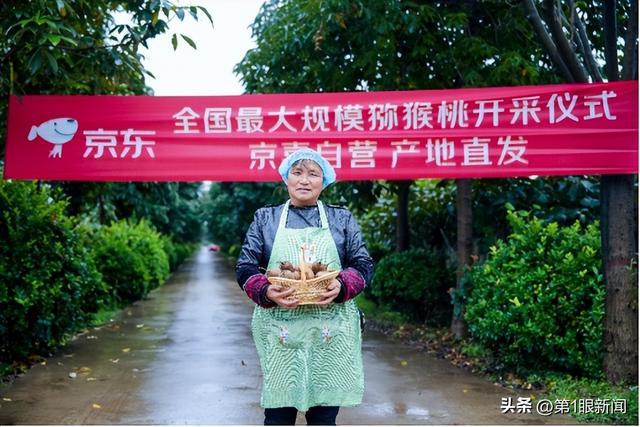 陕西猕猴桃开采：全国最大规模 京东京喜包销千万斤 同品质价格比其他平台便宜15%