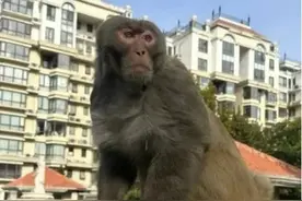 7点出发｜逛了小半个北京的俩“猴哥”抓到了！专家有提醒图片