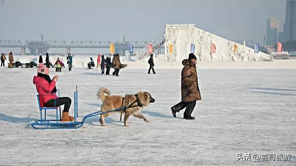 穿梭冰雪童话：哈尔滨雪橇梦幻之旅