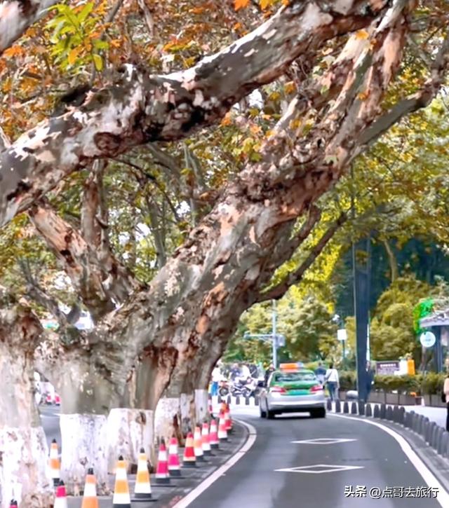 成都4大梧桐观赏地，17公里金色隧道，超级壮观，地铁公交直达！