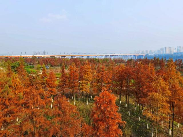 重庆发布城市公园秋冬观花赏叶地图 230余处观赏点一键查询