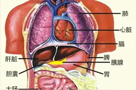你能找到自己的“五脏六腑”吗？图片