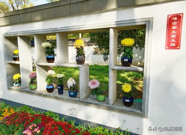 “中山秋韵，菊映盛世”，赏菊南京中山植物园（下）