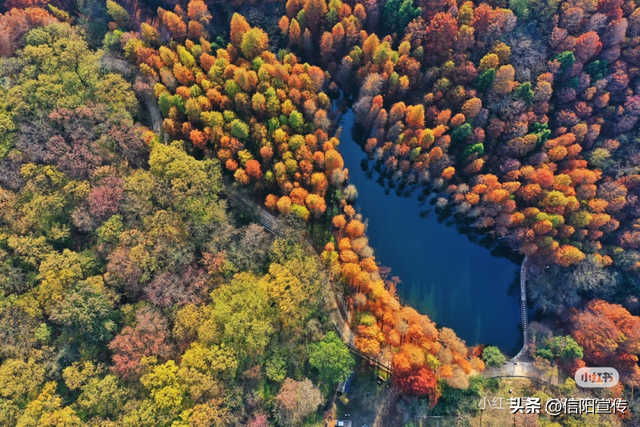 辞家千里，最念是信阳