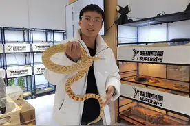 海派中国年｜蛇年新春宠物蛇热卖，购买者以小朋友居多图片