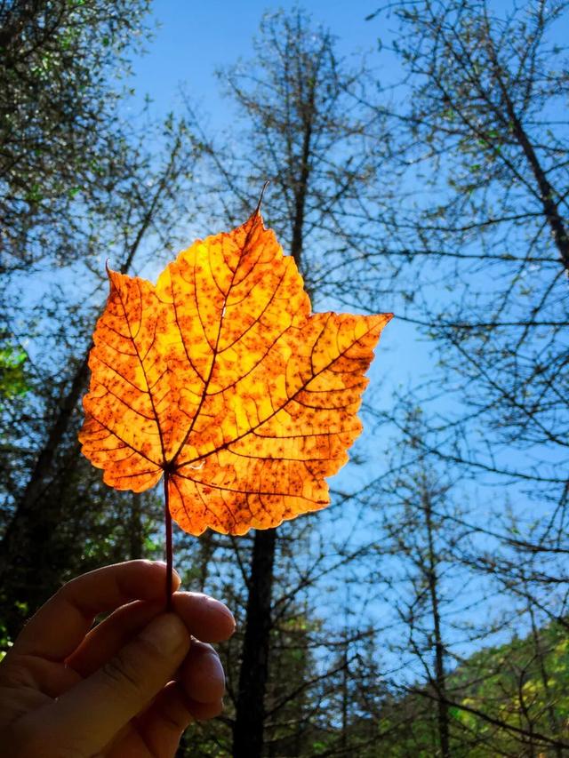 九寨沟十一月的开场，是落叶纷飞染透山川，是彩林叠翠映雪山